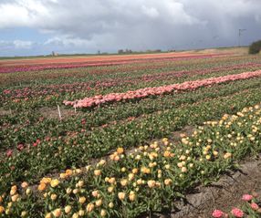 Tulpen voorjaar 2016